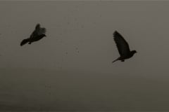 dsc_0780_2_2